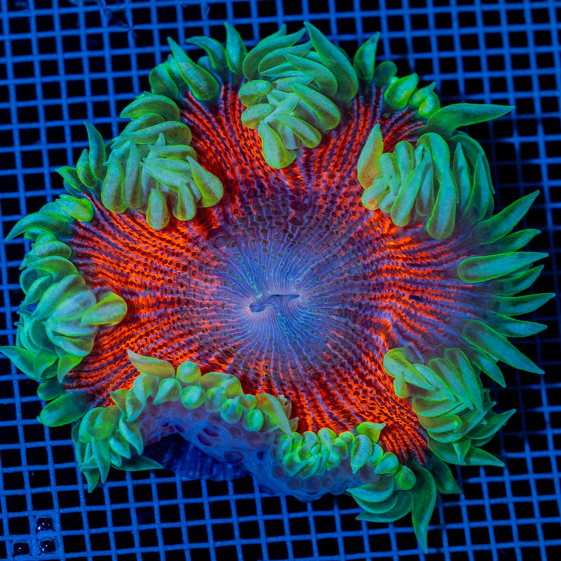 Ultra Rock Flower Anemone with colorful oral disc in reef aquarium