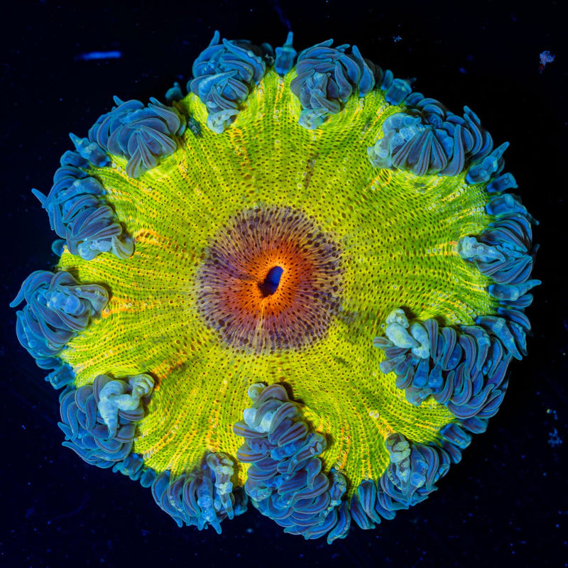 Ultra Rock Flower Anemone with colorful oral disc in reef aquarium