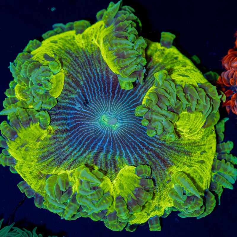 Ultra Rock Flower Anemone with colorful oral disc in reef aquarium