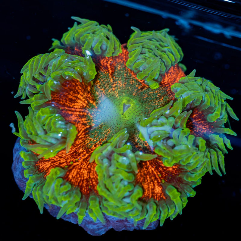 Ultra Rock Flower Anemone with colorful oral disc in reef aquarium
