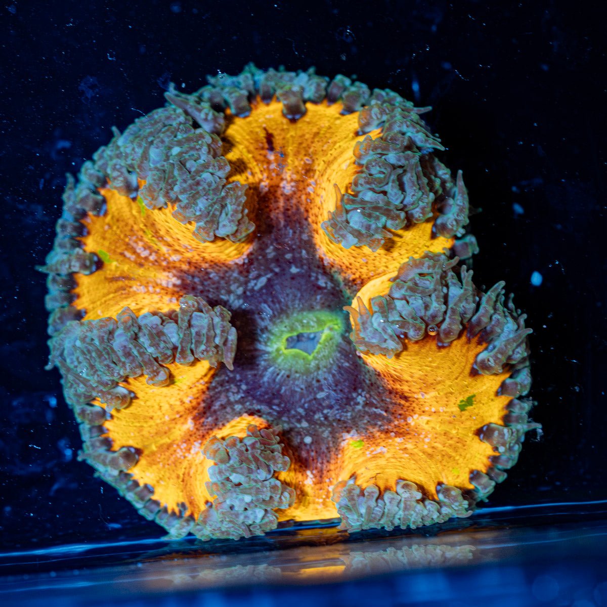 Ultra Rock Flower Anemone with colorful oral disc in reef aquarium