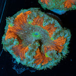 Ultra Rock Flower Anemone with colorful oral disc in reef aquarium