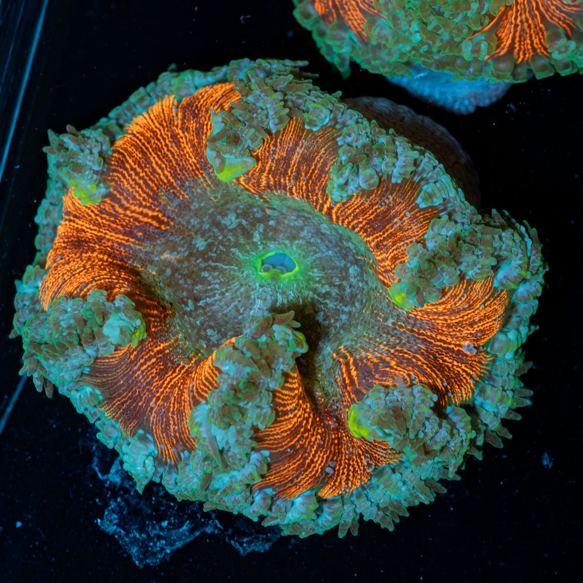Ultra Rock Flower Anemone with colorful oral disc in reef aquarium