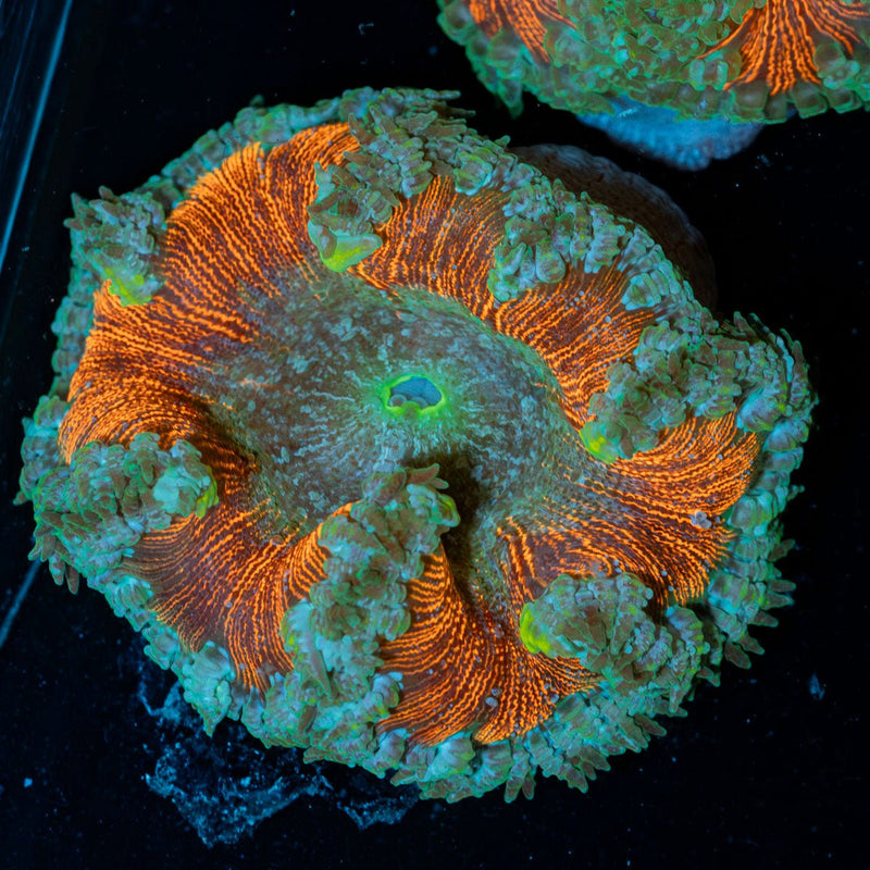 Ultra Rock Flower Anemone with colorful oral disc in reef aquarium
