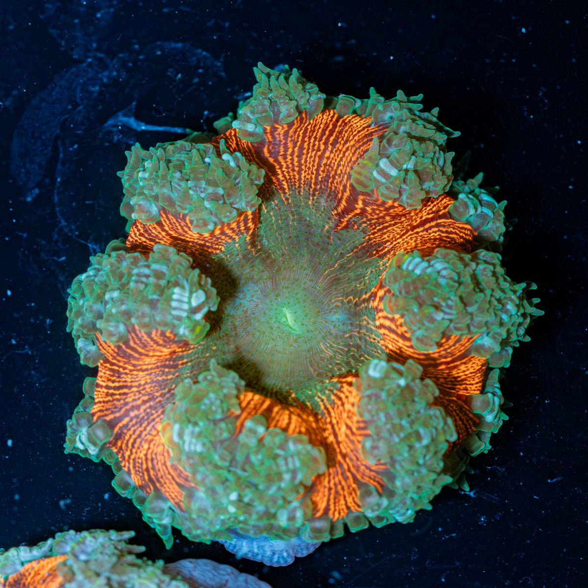 Ultra Rock Flower Anemone with colorful oral disc in reef aquarium