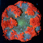 Ultra Rock Flower Anemone with colorful oral disc in reef aquarium