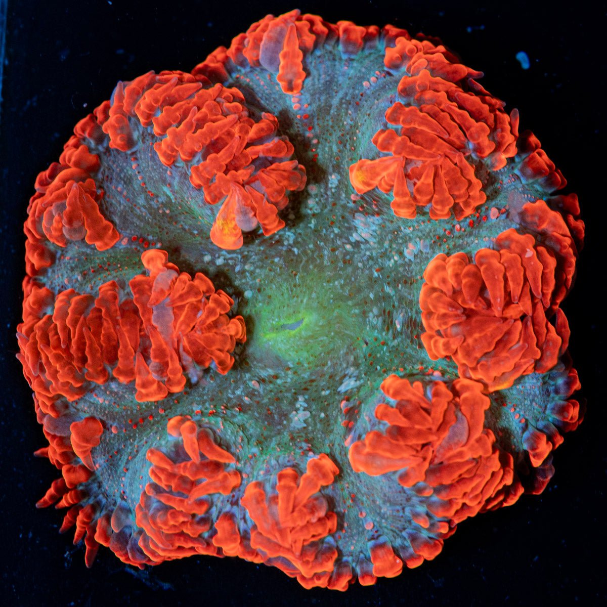 Ultra Rock Flower Anemone with colorful oral disc in reef aquarium