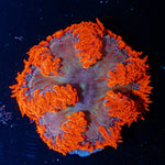 Ultra Rock Flower Anemone with colorful oral disc in reef aquarium