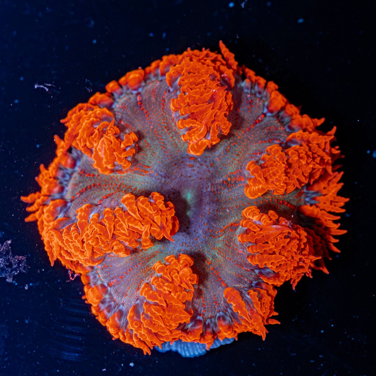 Ultra Rock Flower Anemone with colorful oral disc in reef aquarium
