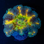 Ultra Rock Flower Anemone with colorful oral disc in reef aquarium