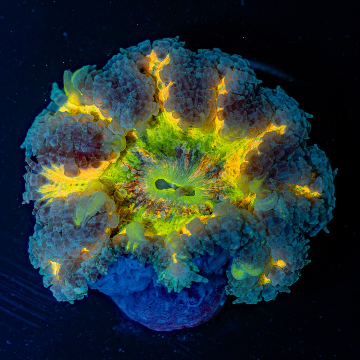 Ultra Rock Flower Anemone with colorful oral disc in reef aquarium