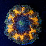 Ultra Rock Flower Anemone with colorful oral disc in reef aquarium