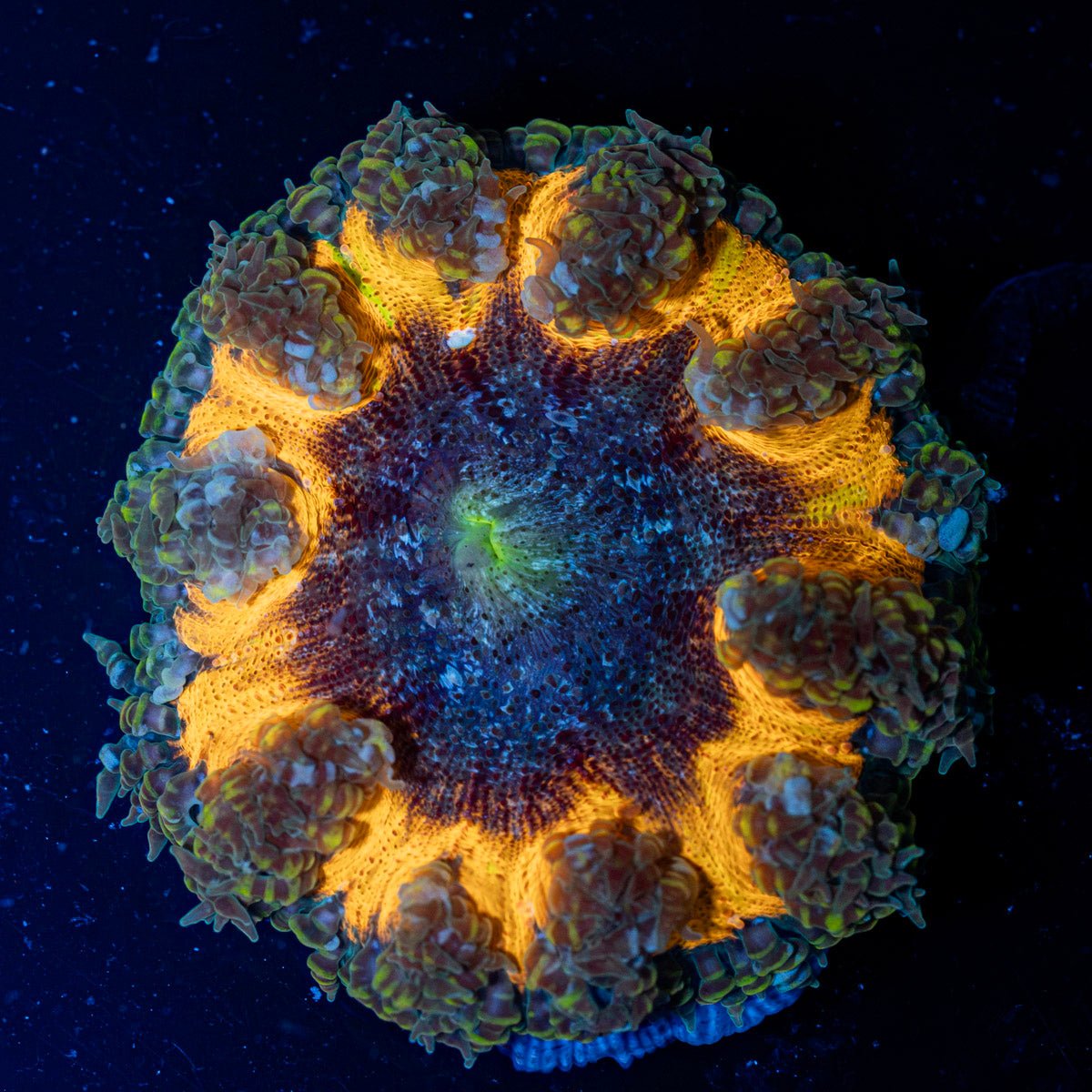 Ultra Rock Flower Anemone with colorful oral disc in reef aquarium