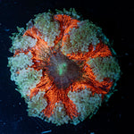 Ultra Rock Flower Anemone with colorful oral disc in reef aquarium