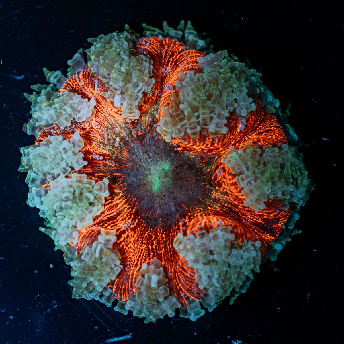 Ultra Rock Flower Anemone with colorful oral disc in reef aquarium