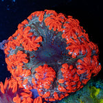 Ultra Rock Flower Anemone with colorful oral disc in reef aquarium