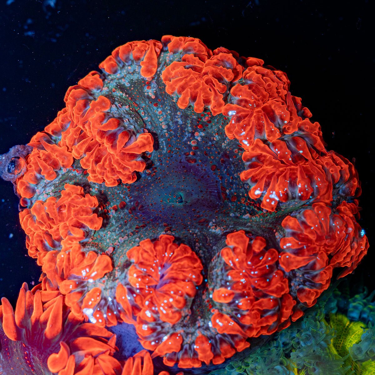 Ultra Rock Flower Anemone with colorful oral disc in reef aquarium