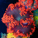 Ultra Rock Flower Anemone with colorful oral disc in reef aquarium