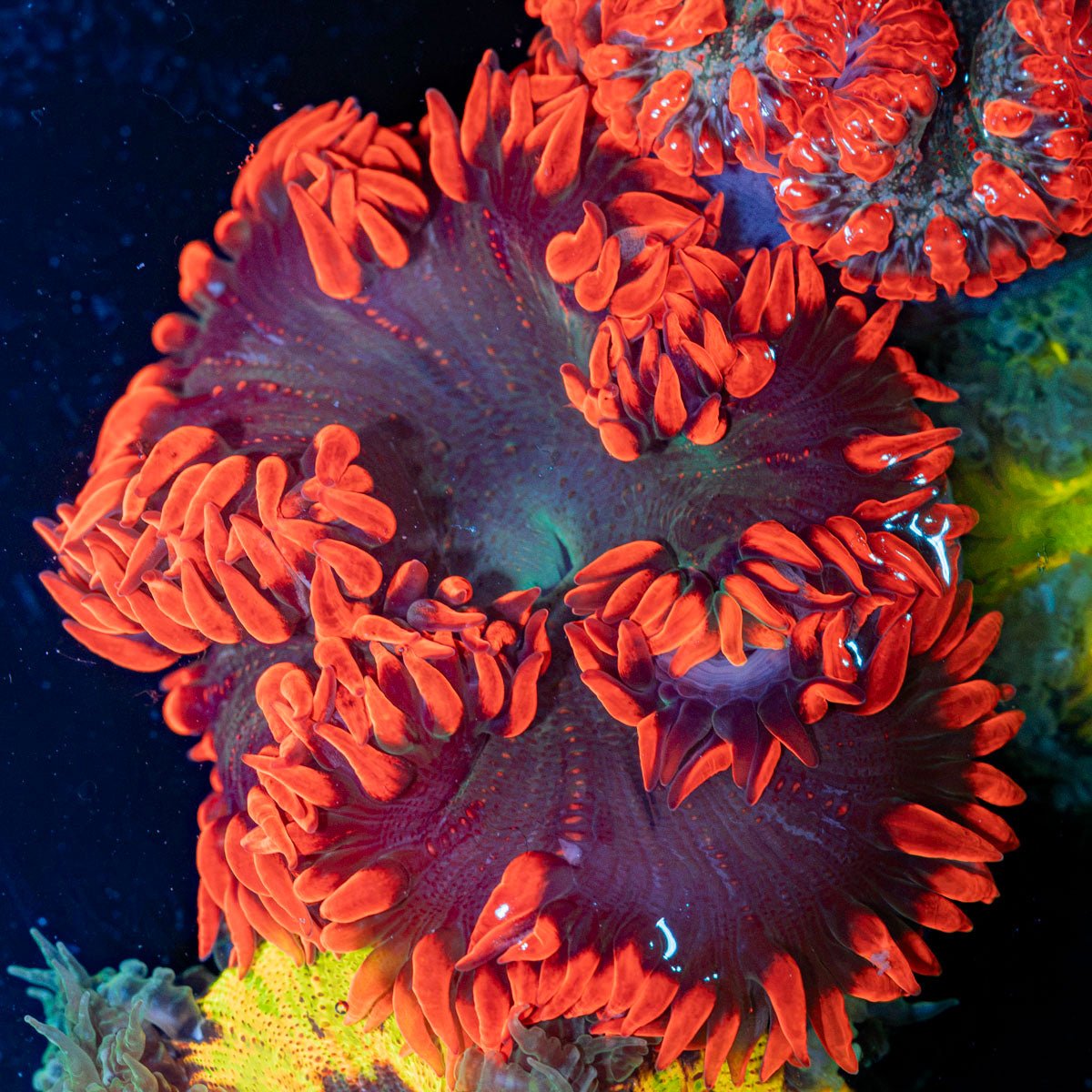 Ultra Rock Flower Anemone with colorful oral disc in reef aquarium