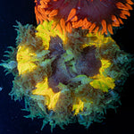 Ultra Rock Flower Anemone with colorful oral disc in reef aquarium