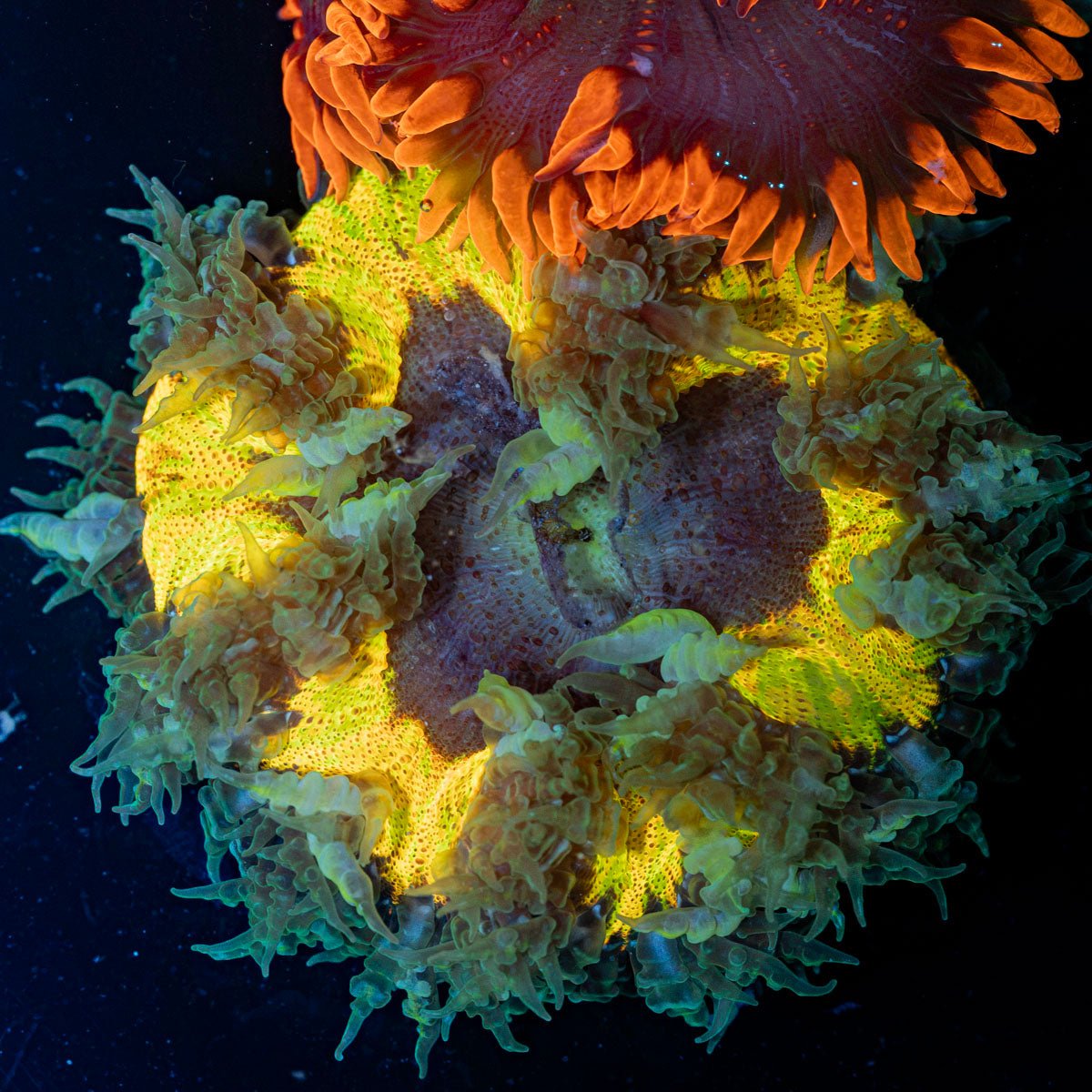 Ultra Rock Flower Anemone with colorful oral disc in reef aquarium