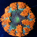 Ultra Rock Flower Anemone with colorful oral disc in reef aquarium