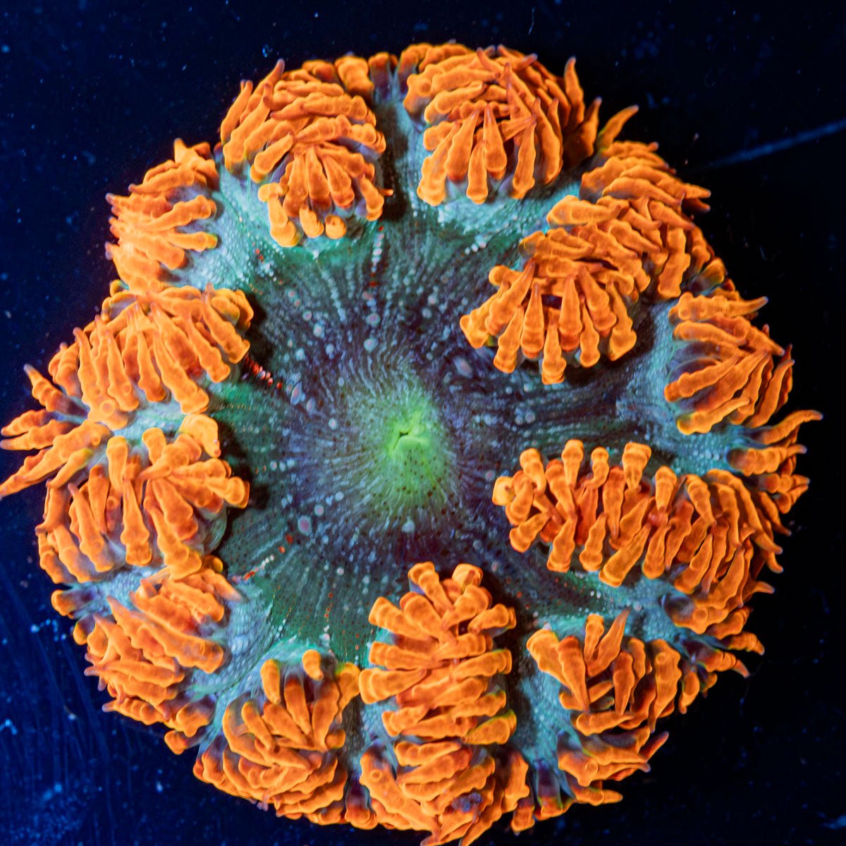 Ultra Rock Flower Anemone with colorful oral disc in reef aquarium