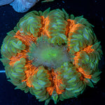 Ultra Rock Flower Anemone with colorful oral disc in reef aquarium