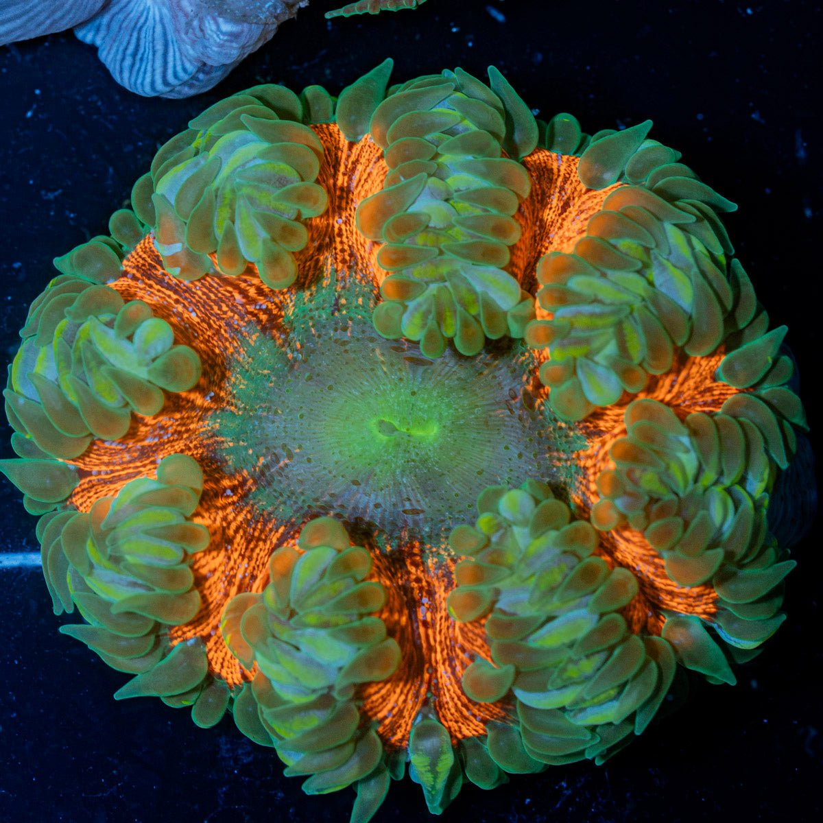Ultra Rock Flower Anemone with colorful oral disc in reef aquarium