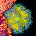 Ultra Rock Flower Anemone with colorful oral disc in reef aquarium