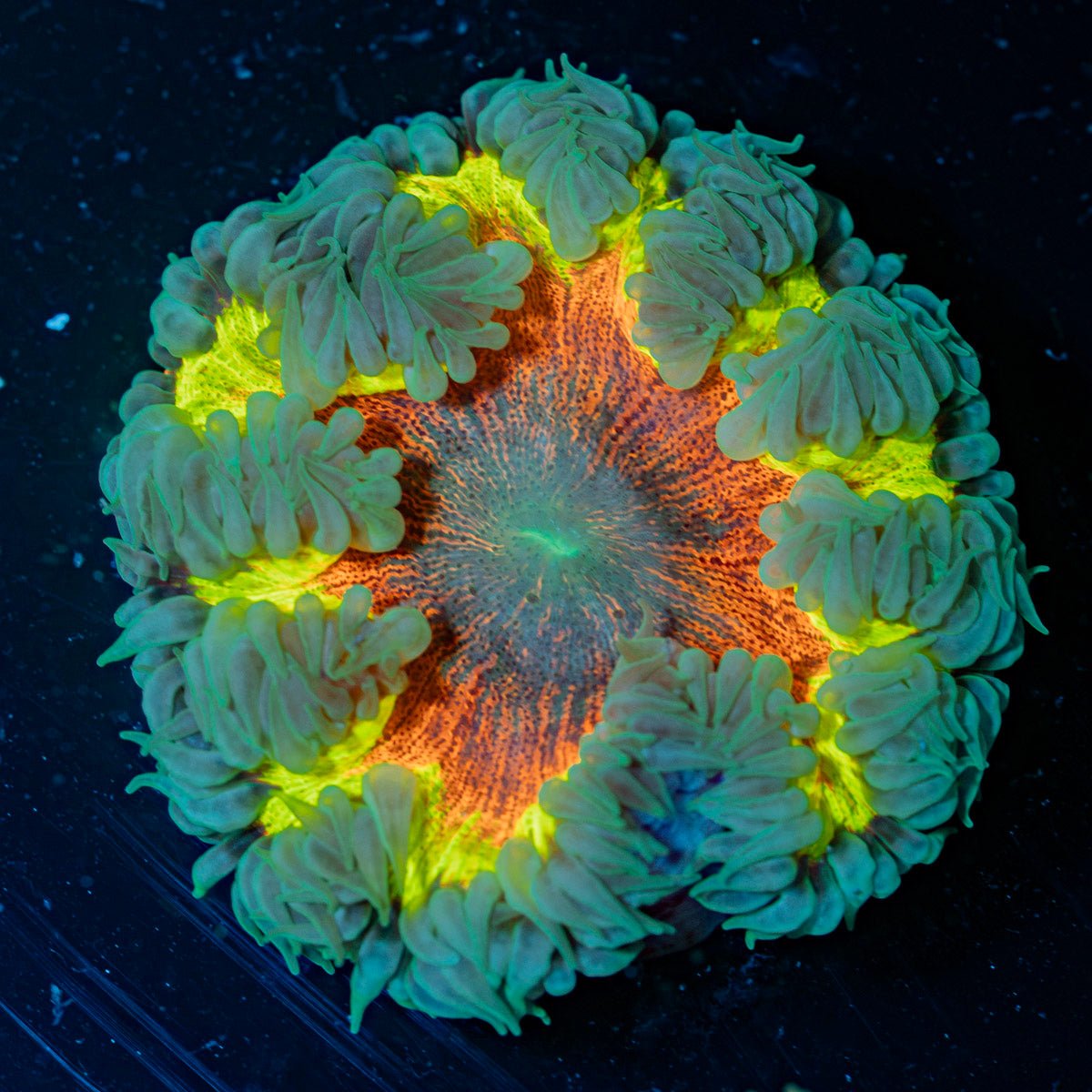 Ultra Rock Flower Anemone with colorful oral disc in reef aquarium