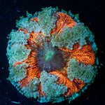 Ultra Rock Flower Anemone with colorful oral disc in reef aquarium