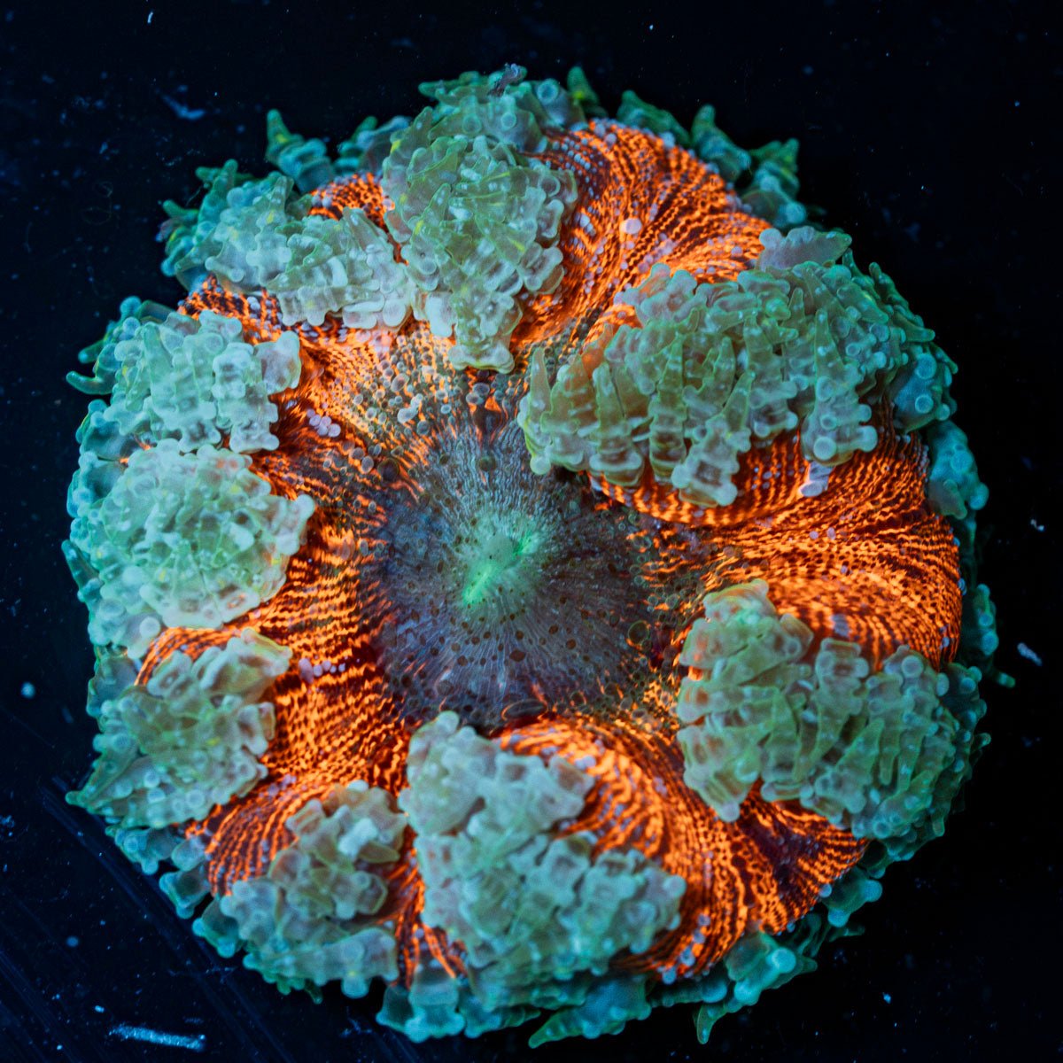 Ultra Rock Flower Anemone with colorful oral disc in reef aquarium