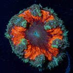 Ultra Rock Flower Anemone with colorful oral disc in reef aquarium
