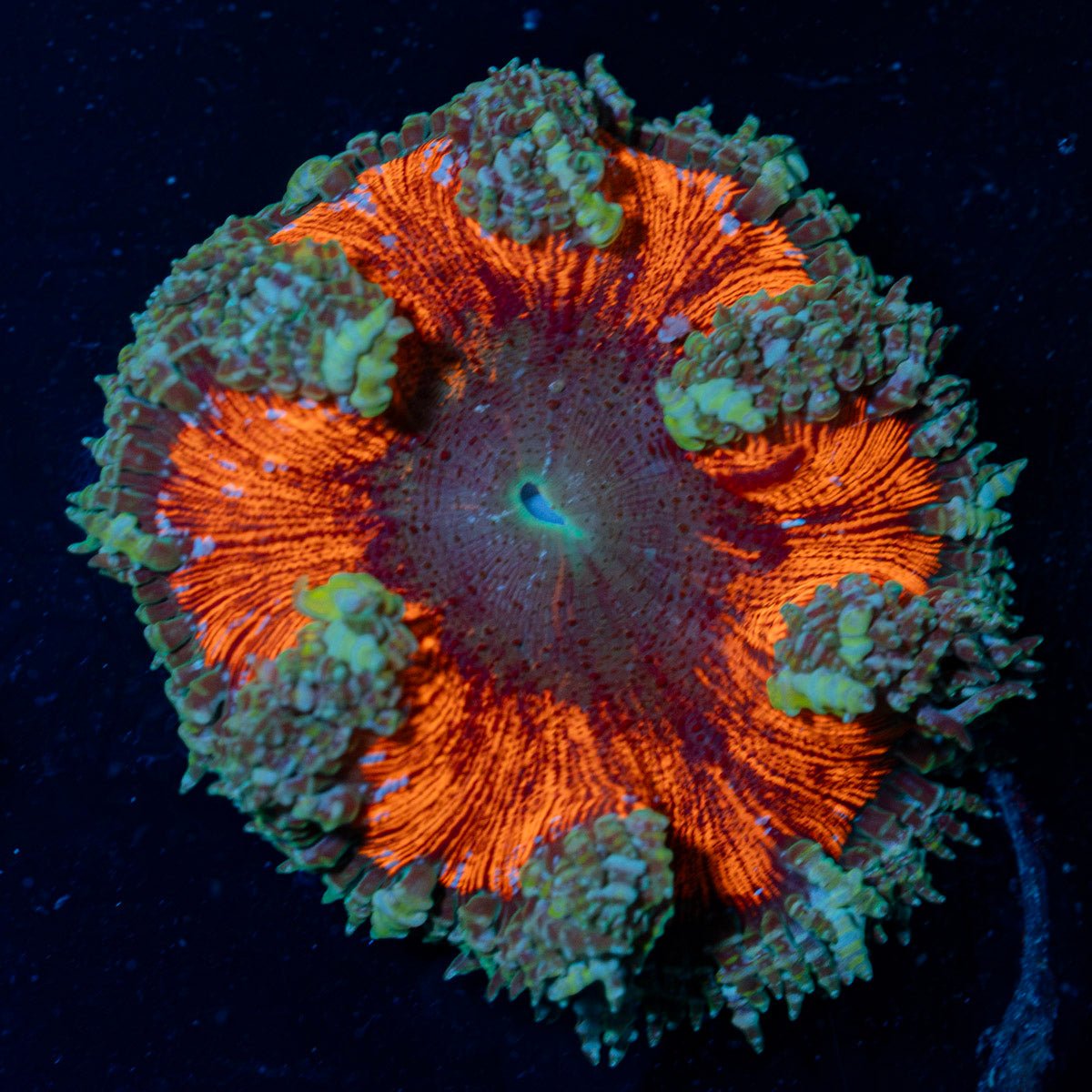 Ultra Rock Flower Anemone with colorful oral disc in reef aquarium