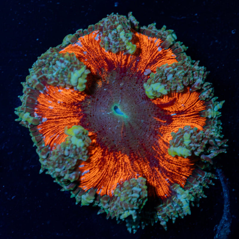 Ultra Rock Flower Anemone with colorful oral disc in reef aquarium