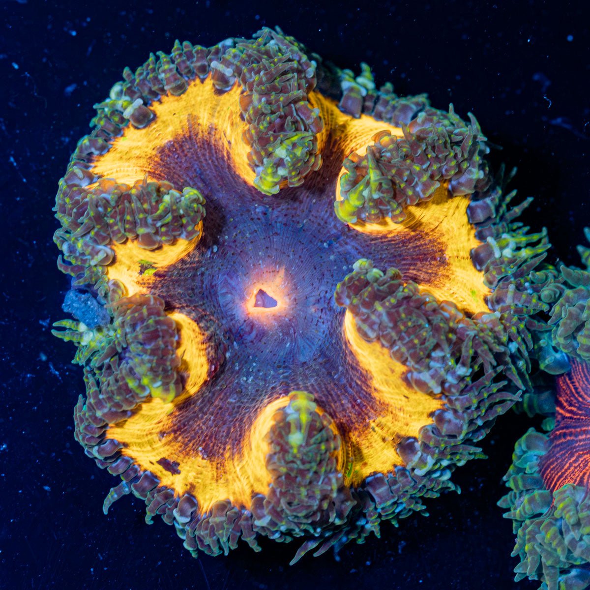 Ultra Rock Flower Anemone with colorful oral disc in reef aquarium