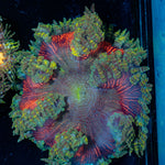 Ultra Rock Flower Anemone with colorful oral disc in reef aquarium