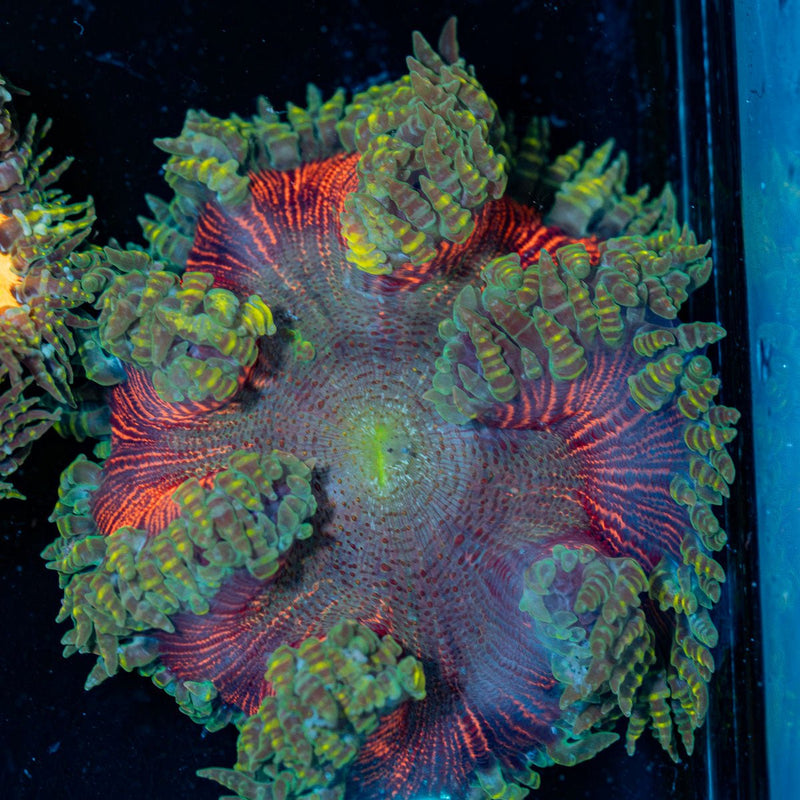 Ultra Rock Flower Anemone with colorful oral disc in reef aquarium