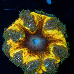 Ultra Rock Flower Anemone with colorful oral disc in reef aquarium