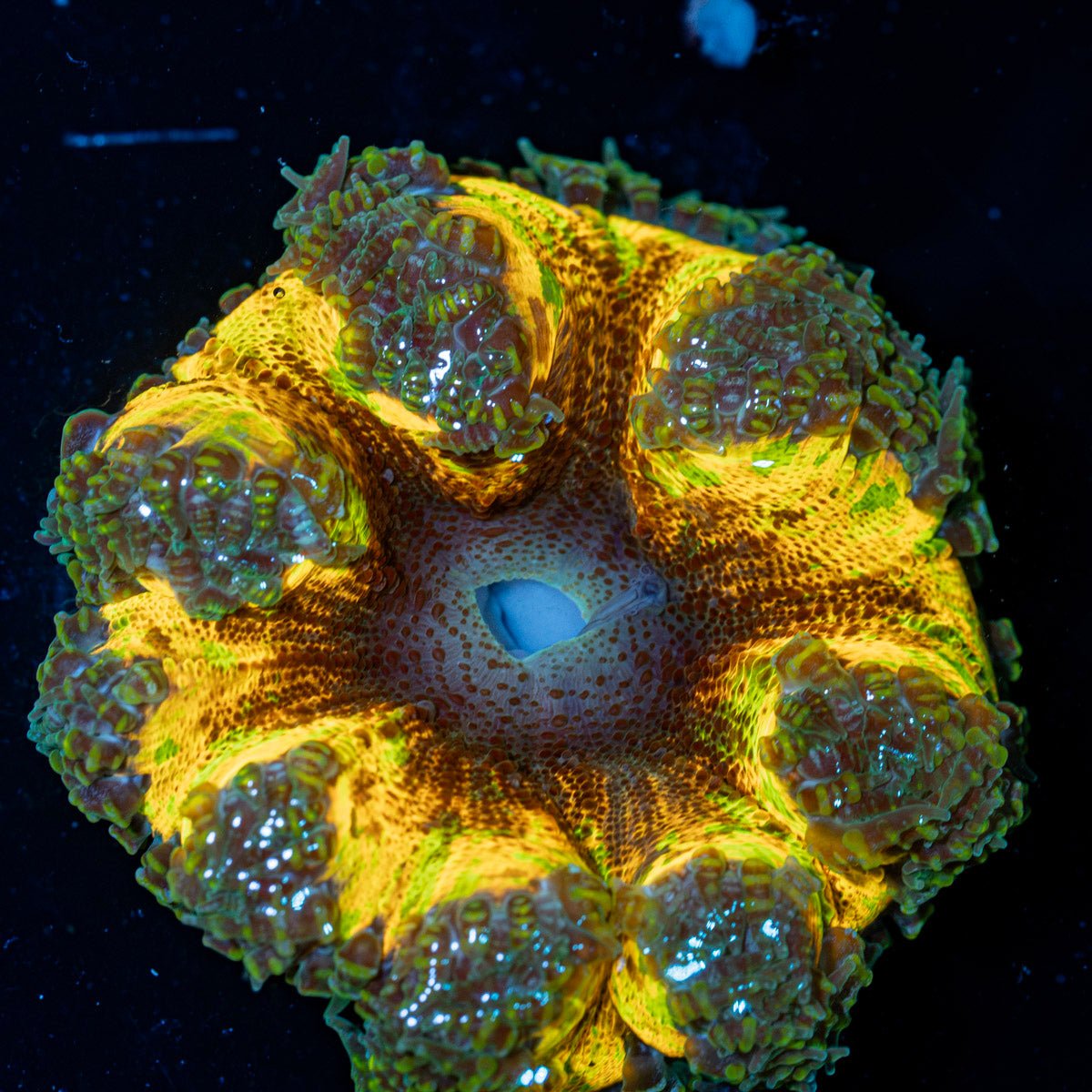 Ultra Rock Flower Anemone with colorful oral disc in reef aquarium