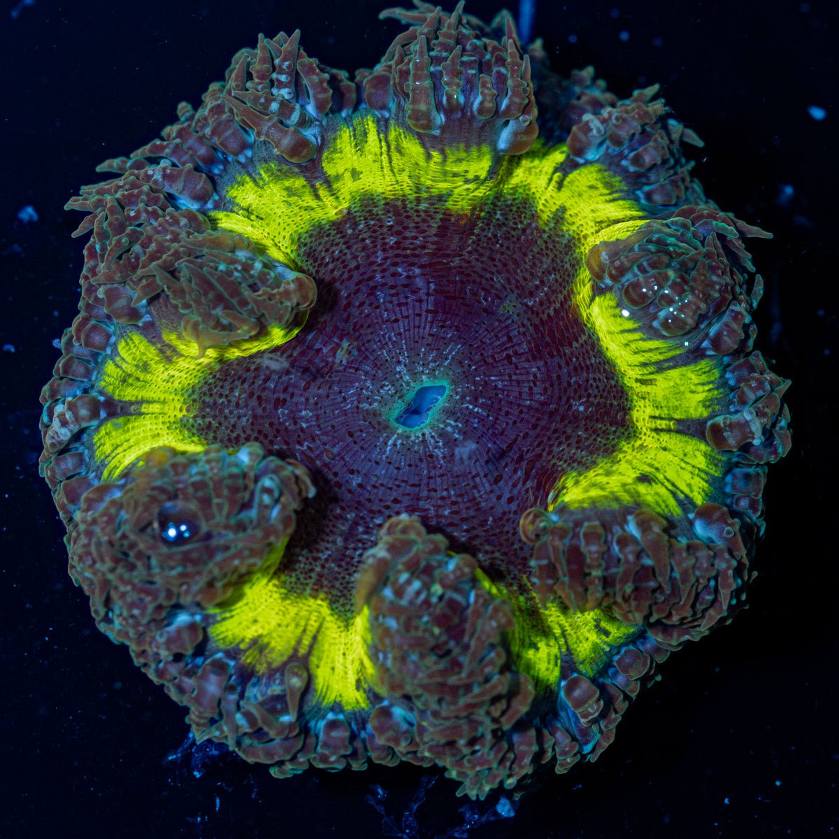 Ultra Rock Flower Anemone with colorful oral disc in reef aquarium