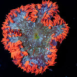 Ultra Rock Flower Anemone with colorful oral disc in reef aquarium