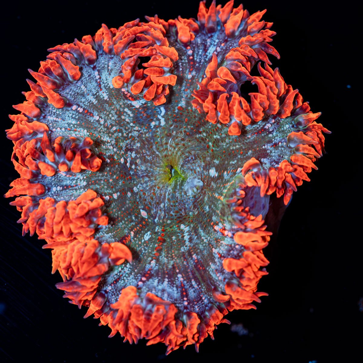 Ultra Rock Flower Anemone with colorful oral disc in reef aquarium