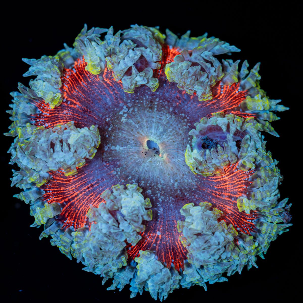 Ultra Rock Flower Anemone with colorful oral disc in reef aquarium