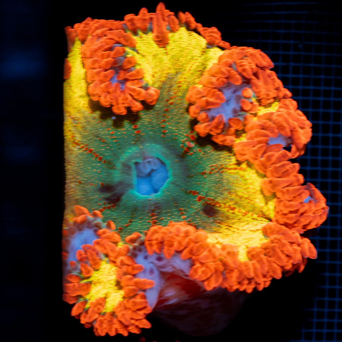Ultra Rock Flower Anemone with colorful oral disc in reef aquarium