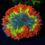 Ultra Rock Flower Anemone with colorful oral disc in reef aquarium