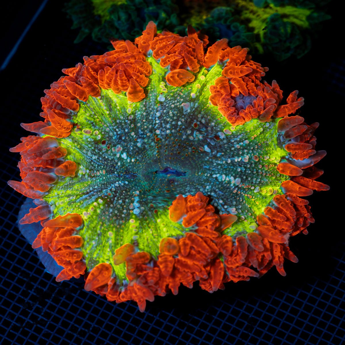 Ultra Rock Flower Anemone with colorful oral disc in reef aquarium
