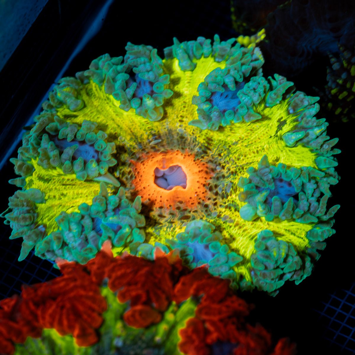 Ultra Rock Flower Anemone with colorful oral disc in reef aquarium