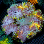 Ultra Rock Flower Anemone with colorful oral disc in reef aquarium